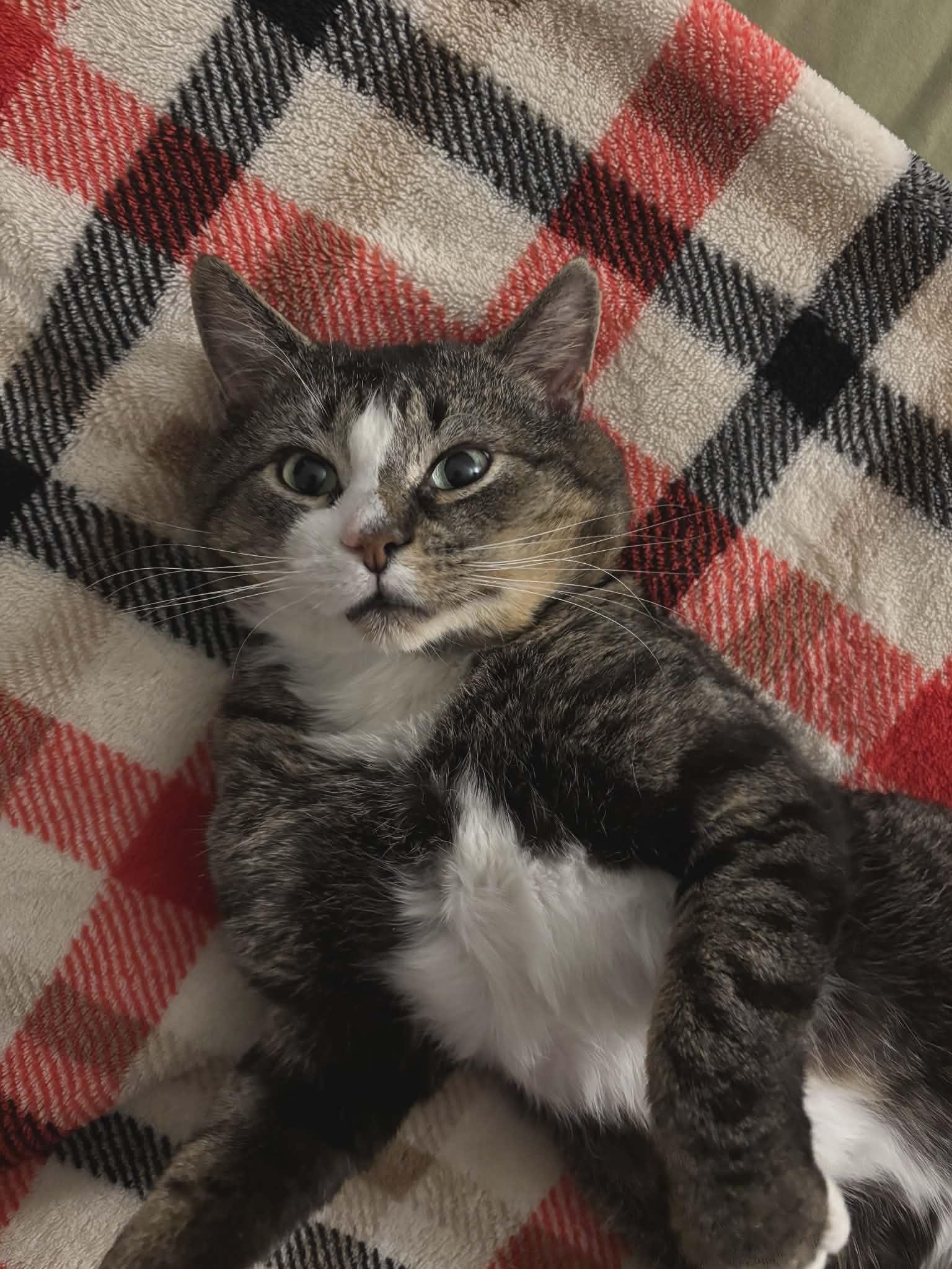 Enlarge Clancy -FIV positive, an adopted Tabby in Hamilton, ON image 3/4