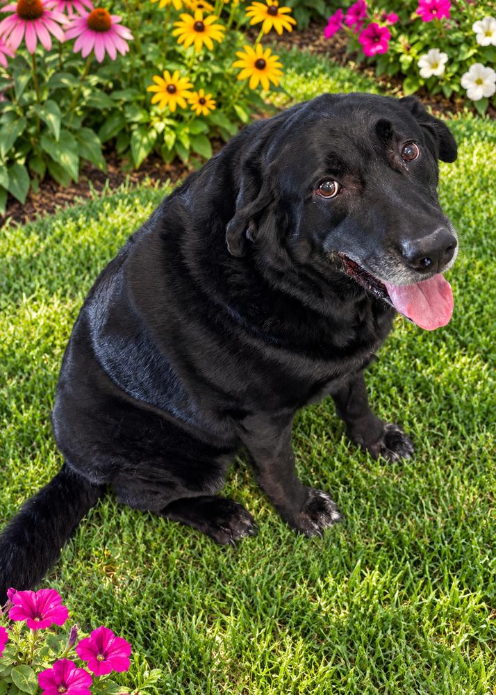 Enlarge Roscoe, a Adoptable mixed breed in Bartlesville, OK image 2/2