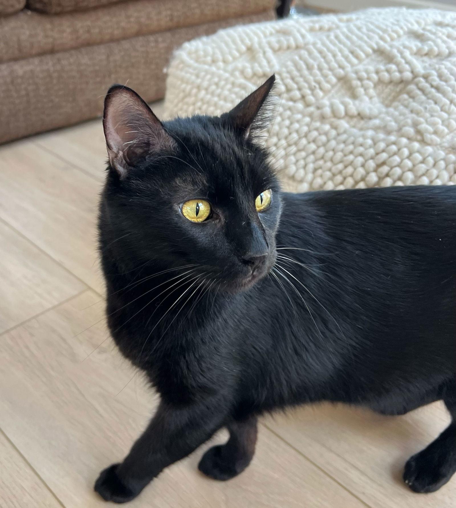 Manhattan, Adopted, Adult Male Domestic Short Hair.