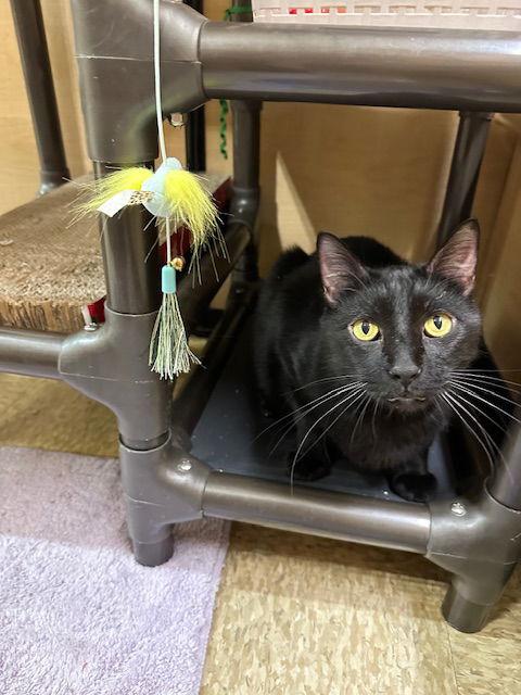 Enlarge Manhattan, a Adopted Domestic Short Hair in Mission Viejo, CA image 2/3