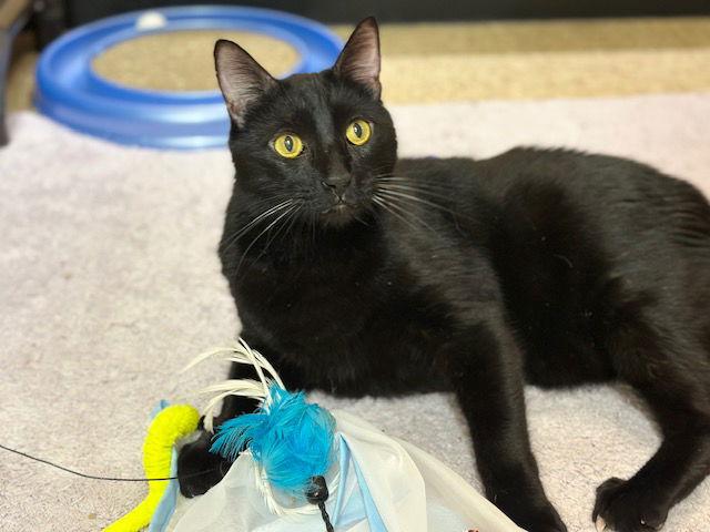 Enlarge Manhattan, a Adopted Domestic Short Hair in Mission Viejo, CA image 3/3