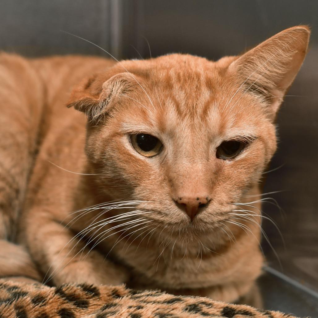 Benito, Adoptable, Senior Male Domestic Short Hair.