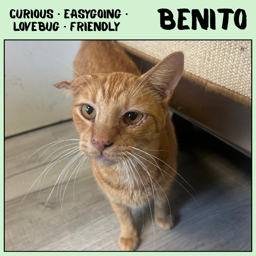 Enlarge Benito, a Adoptable Domestic Short Hair in Ottawa, KS image 2/2