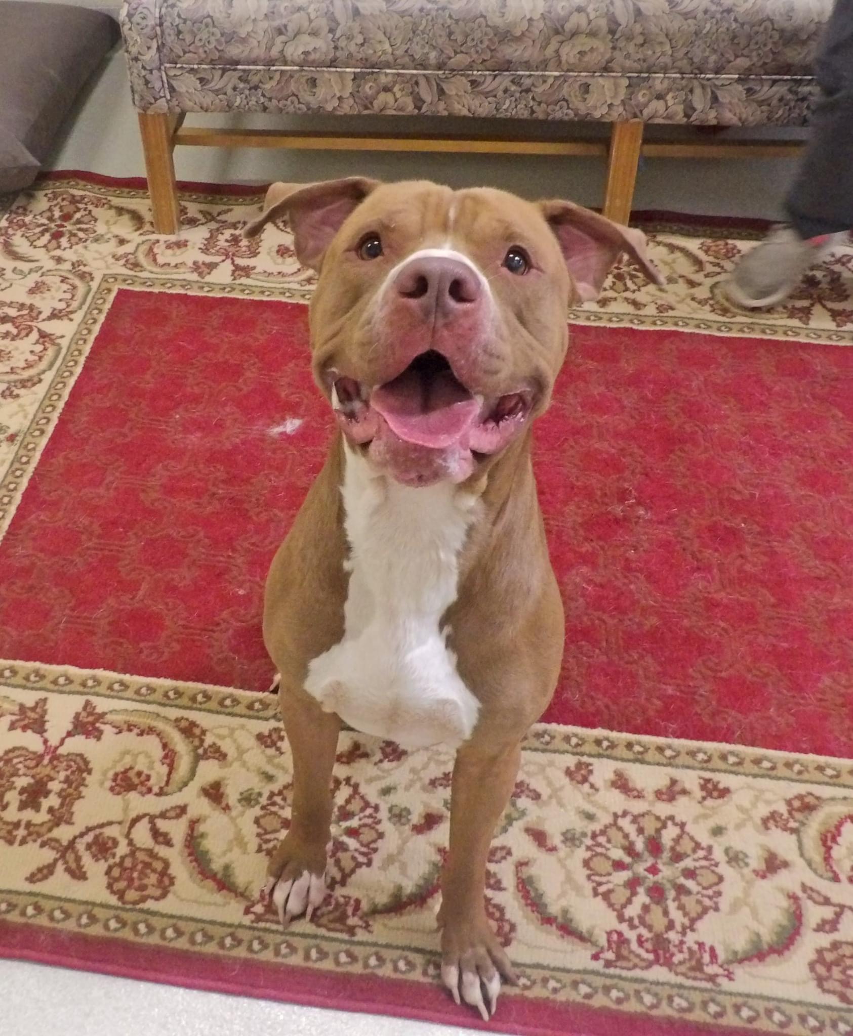 Leo, a Adoptable Pit Bull Terrier in Ashland, OH image 4/6