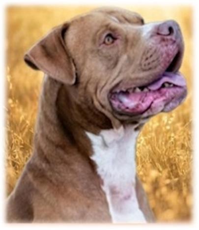 Leo, Adoptable, Adult Male Pit Bull Terrier.