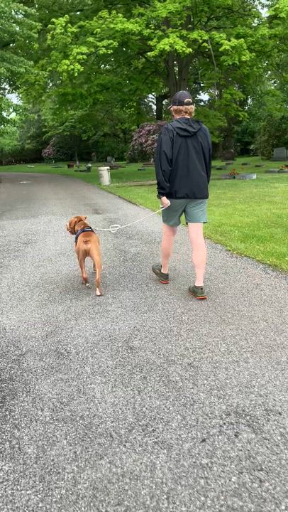 Enlarge Leo, a Adoptable Pit Bull Terrier in Ashland, OH video 5/5