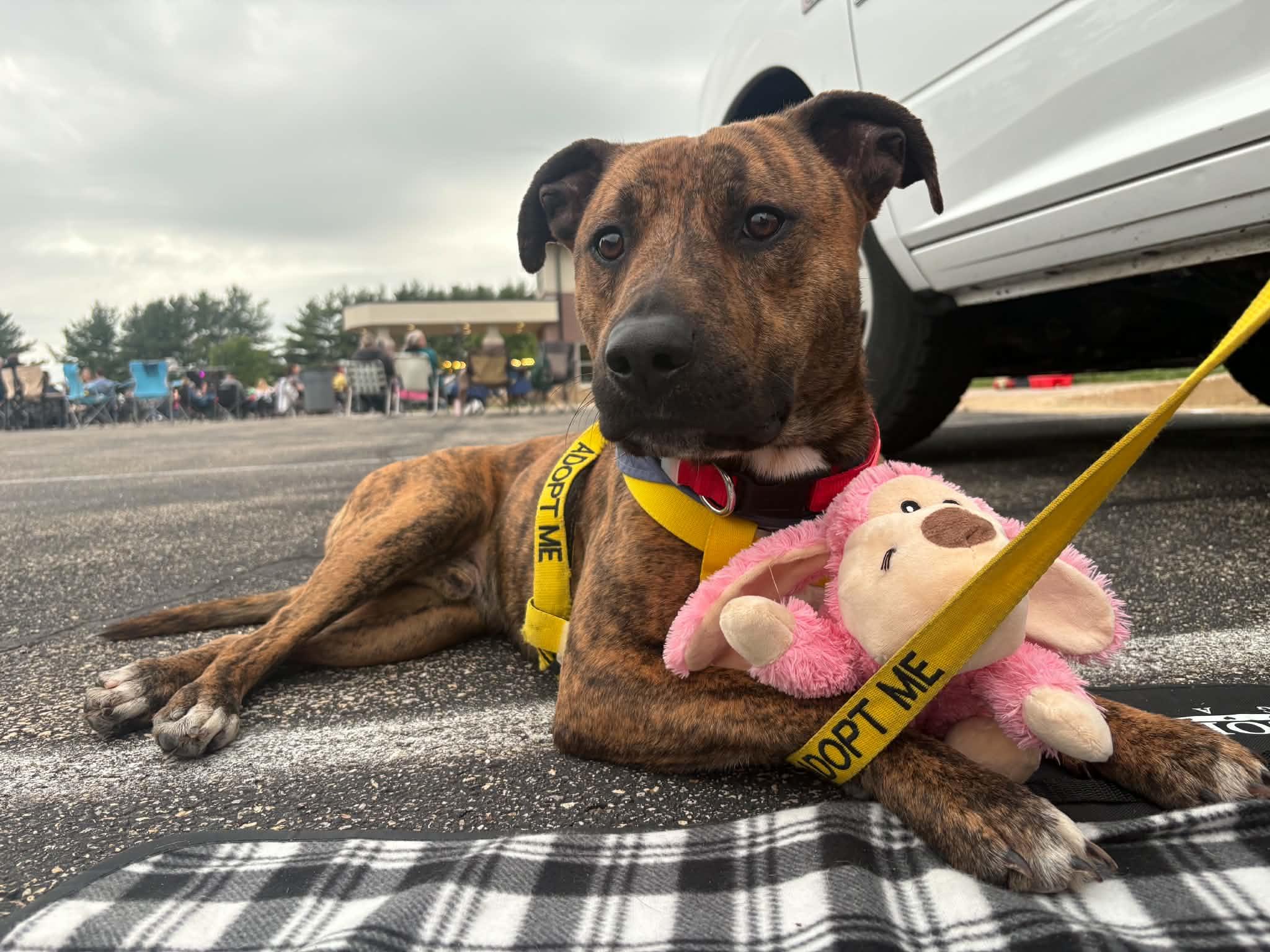 Enlarge Ryder, a ADOPTABLE mixed breed in Tremont, IL image 5/5