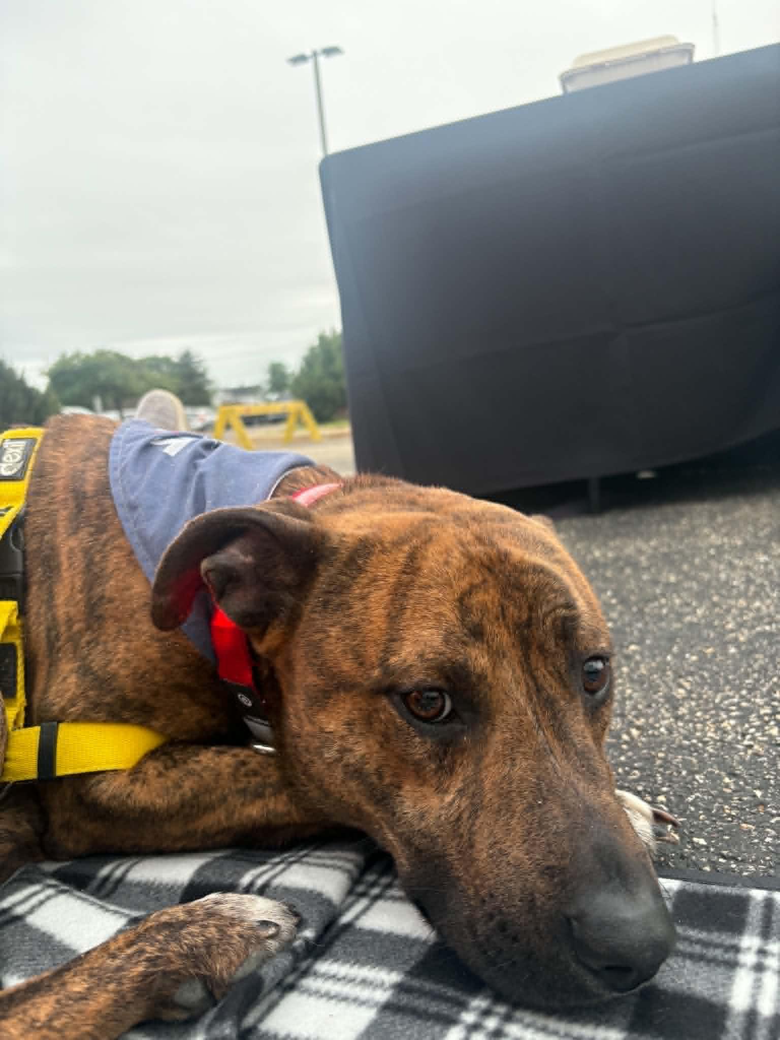 Enlarge Ryder, a ADOPTABLE mixed breed in Tremont, IL image 4/5