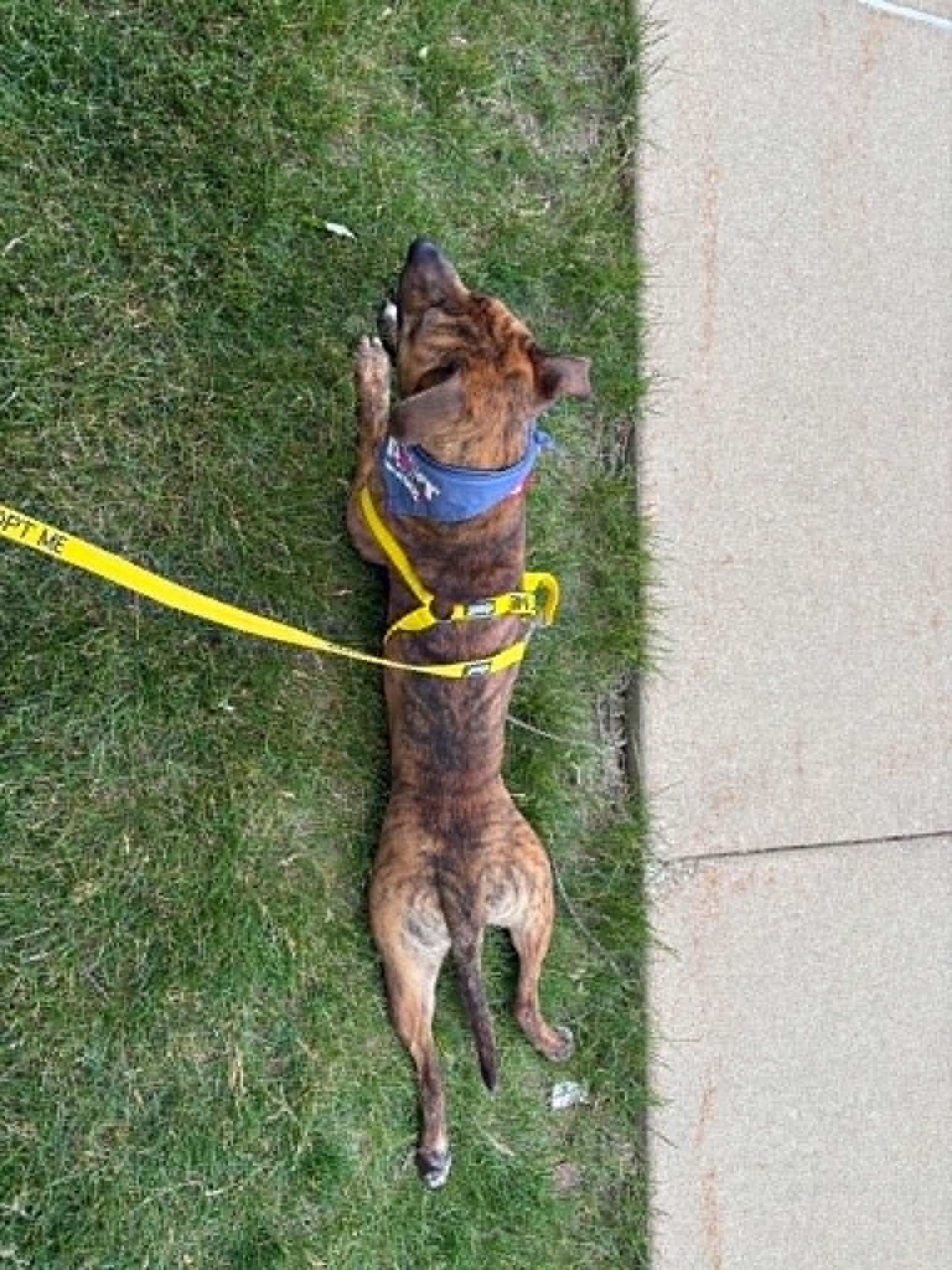 Enlarge Ryder, a ADOPTABLE mixed breed in Tremont, IL image 3/5