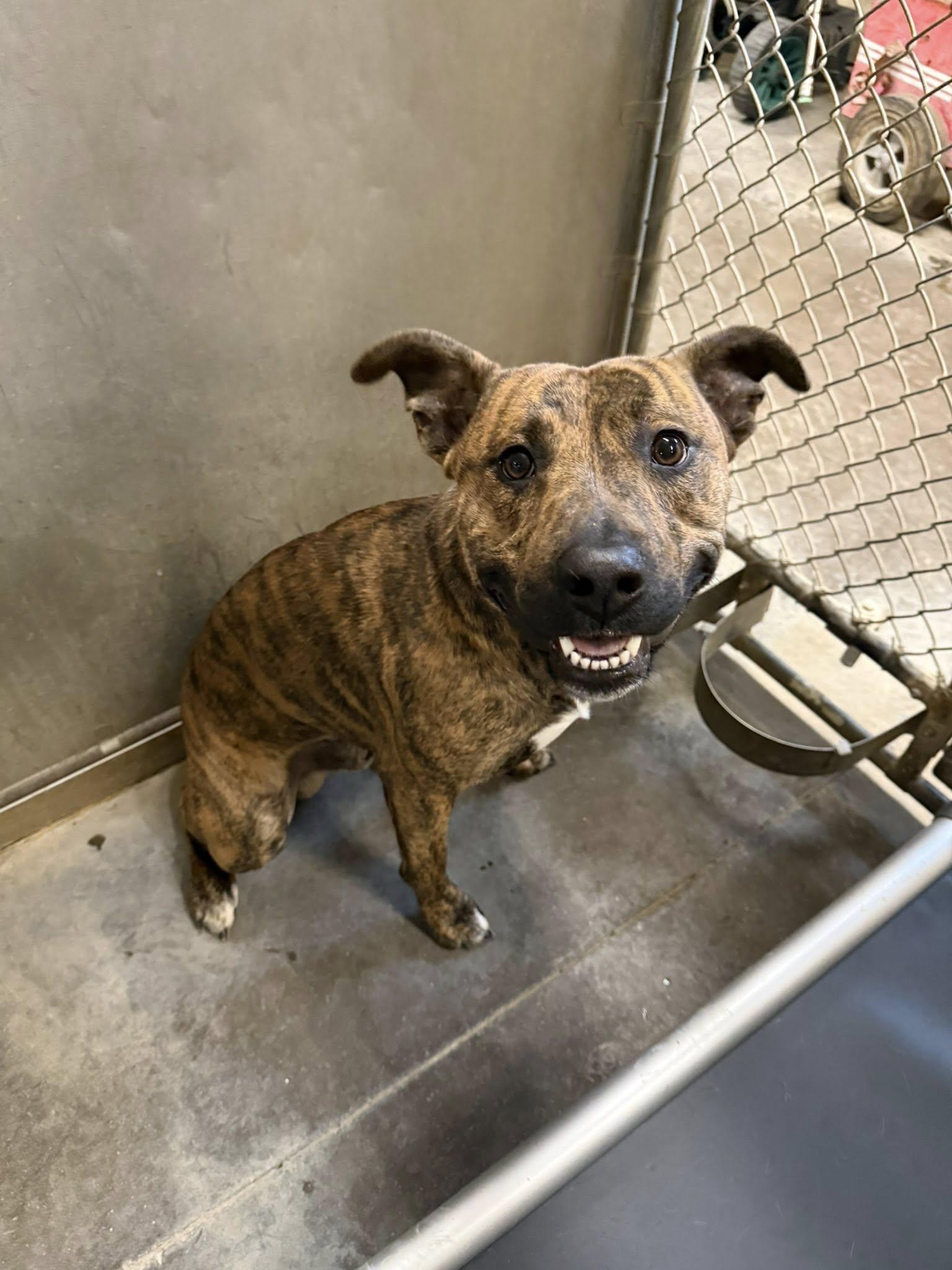 Enlarge Ryder, a ADOPTABLE mixed breed in Tremont, IL image 2/5