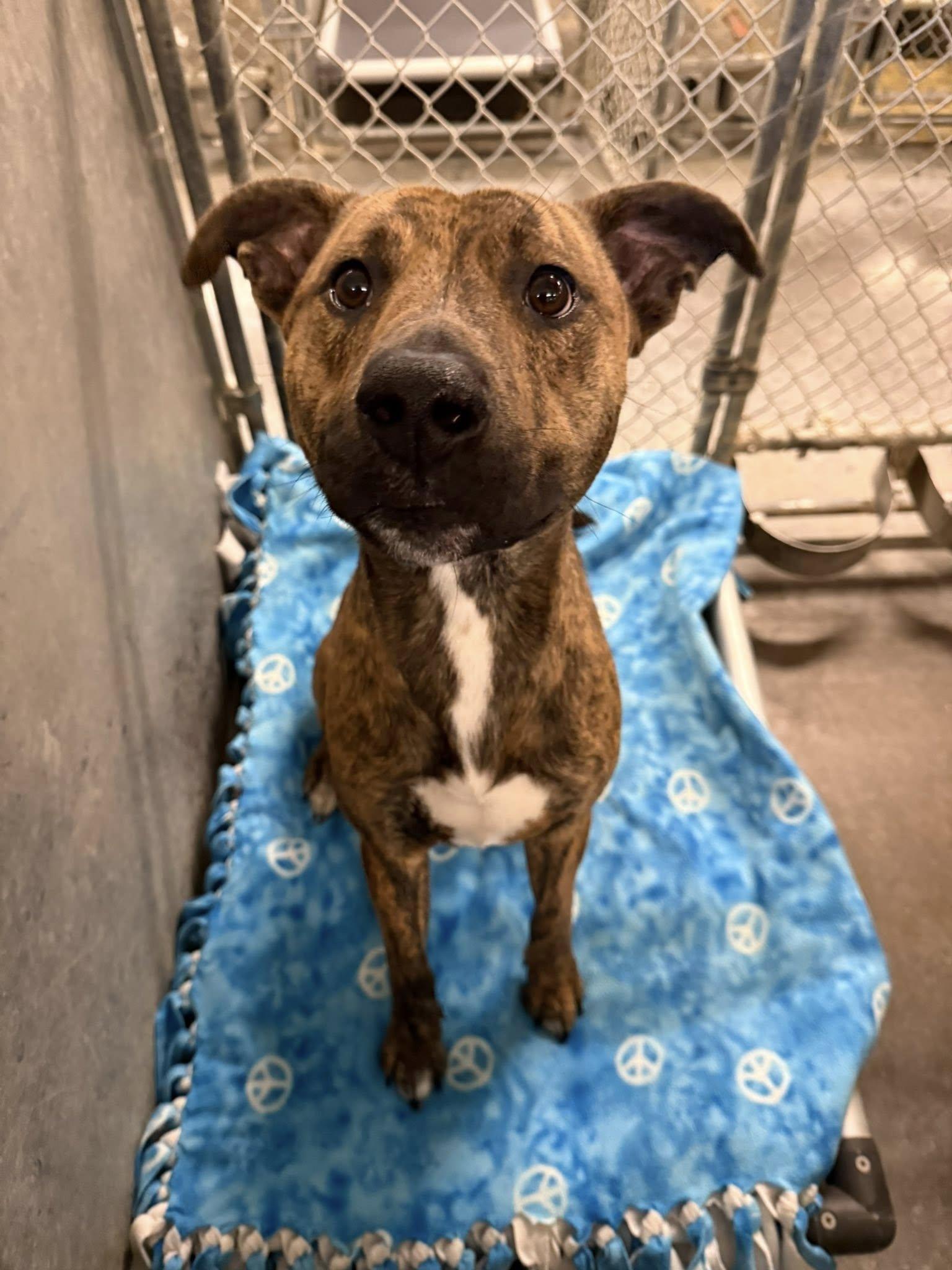 Enlarge Ryder, a ADOPTABLE mixed breed in Tremont, IL image 1/5