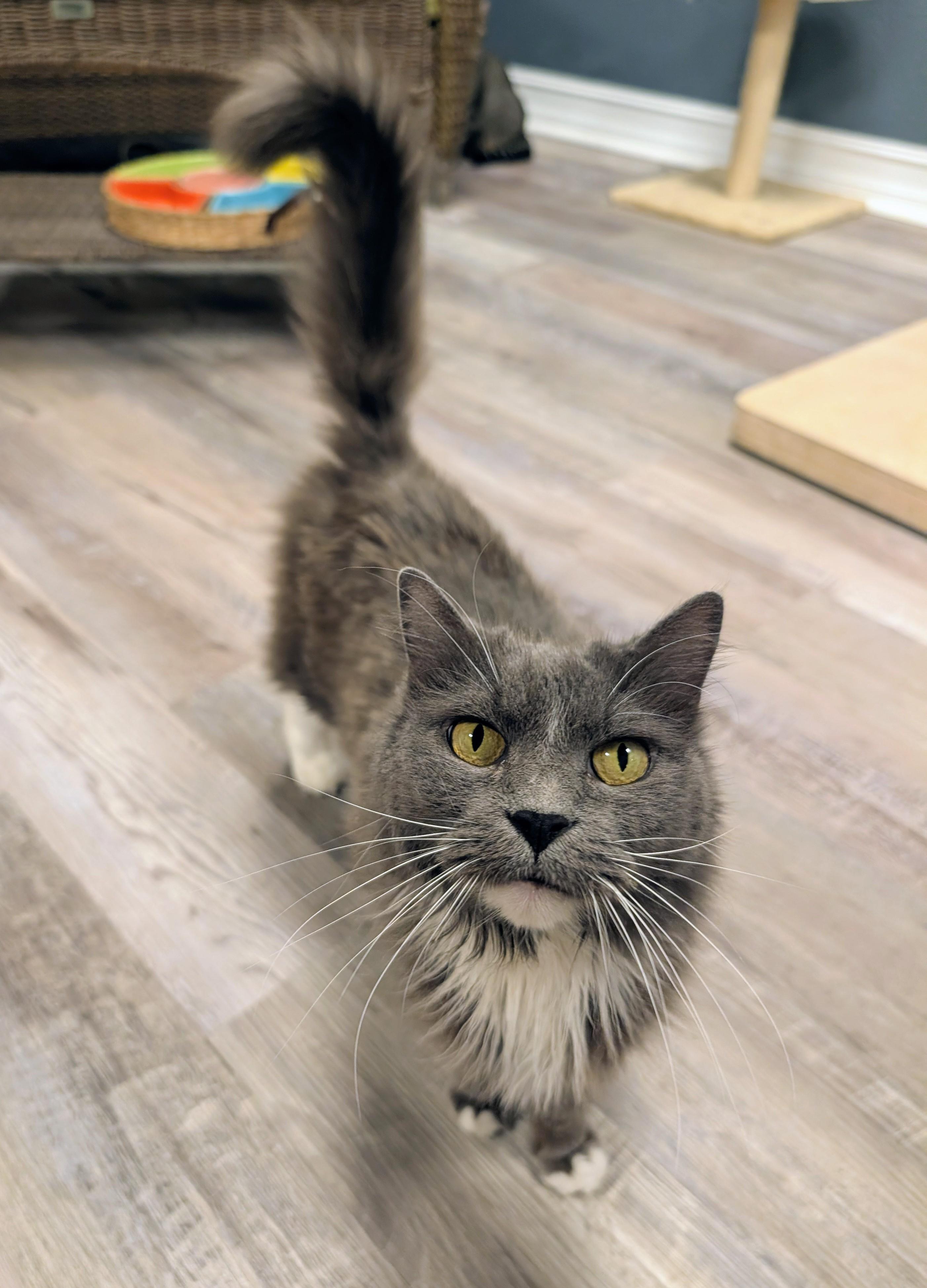 Festool, ADOPTABLE, Adult Female Domestic Long Hair.