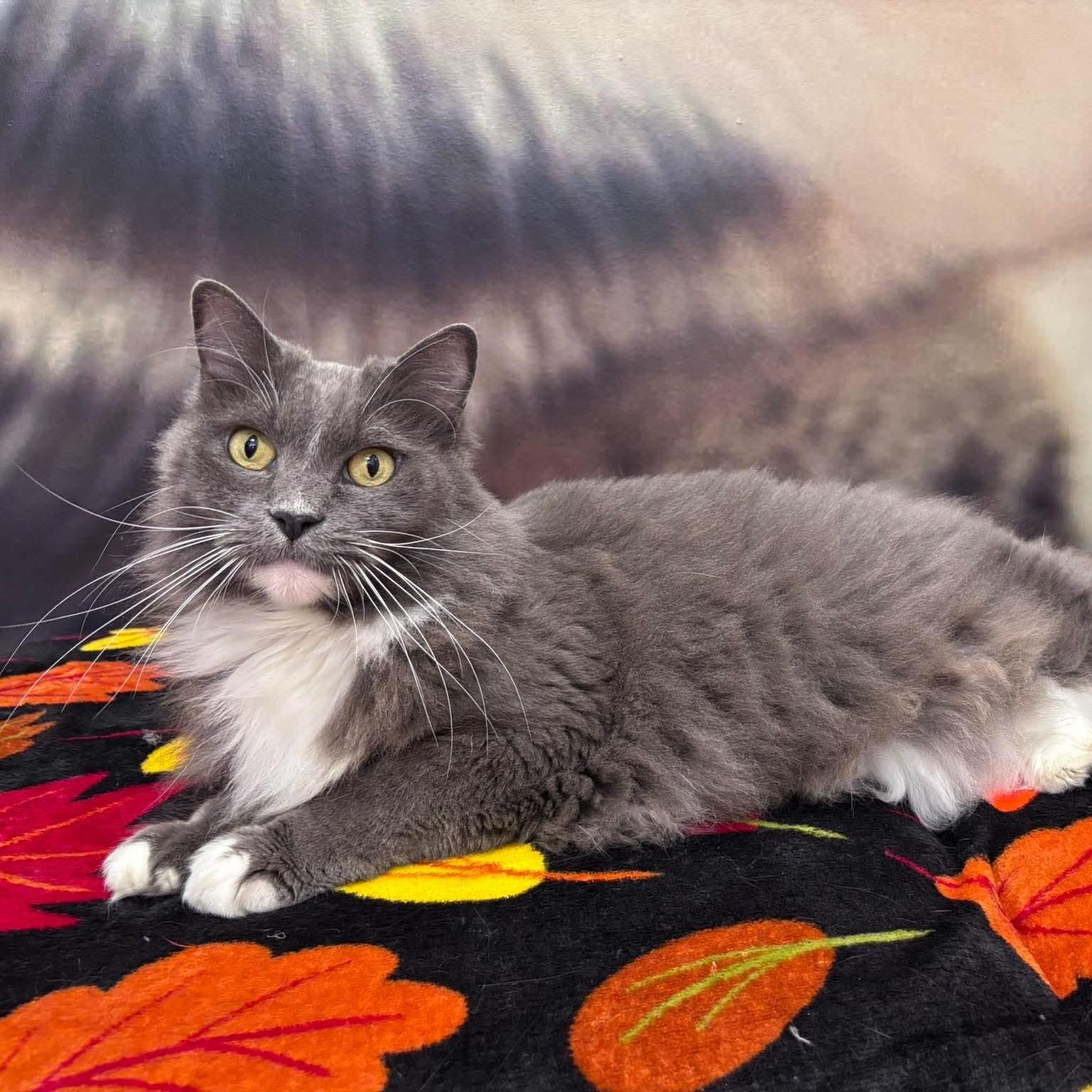 Enlarge Festool, a Adoptable Domestic Long Hair in Oldsmar, FL image 2/3
