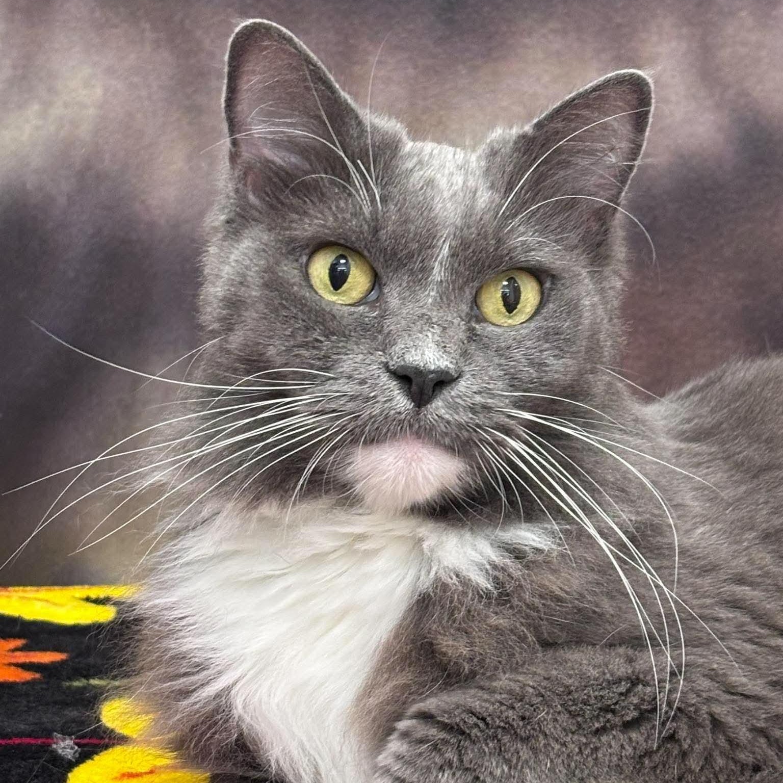 Festool, Adoptable, Adult Female Domestic Long Hair.