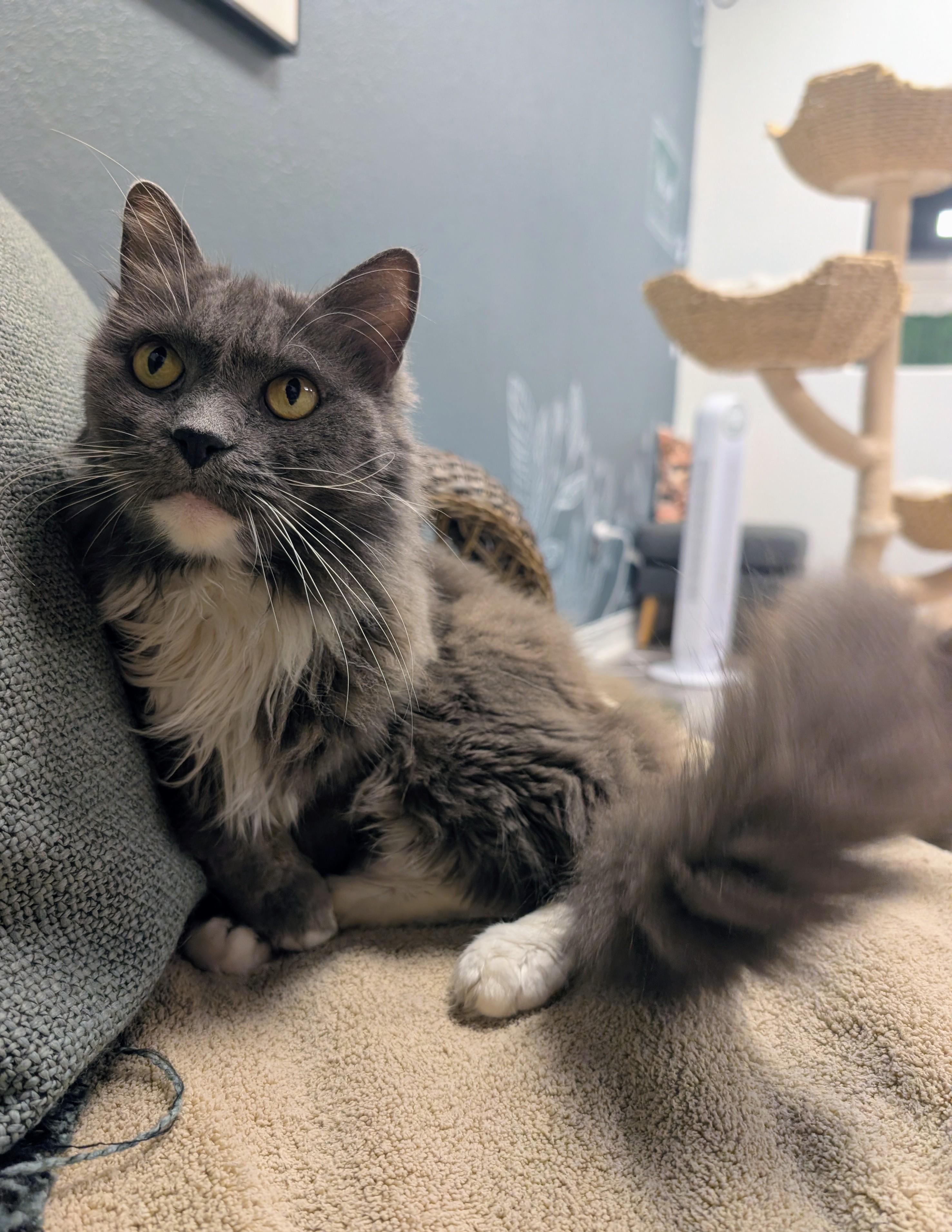 Festool, a ADOPTABLE Domestic Long Hair in New Port Richey, FL image 2/3