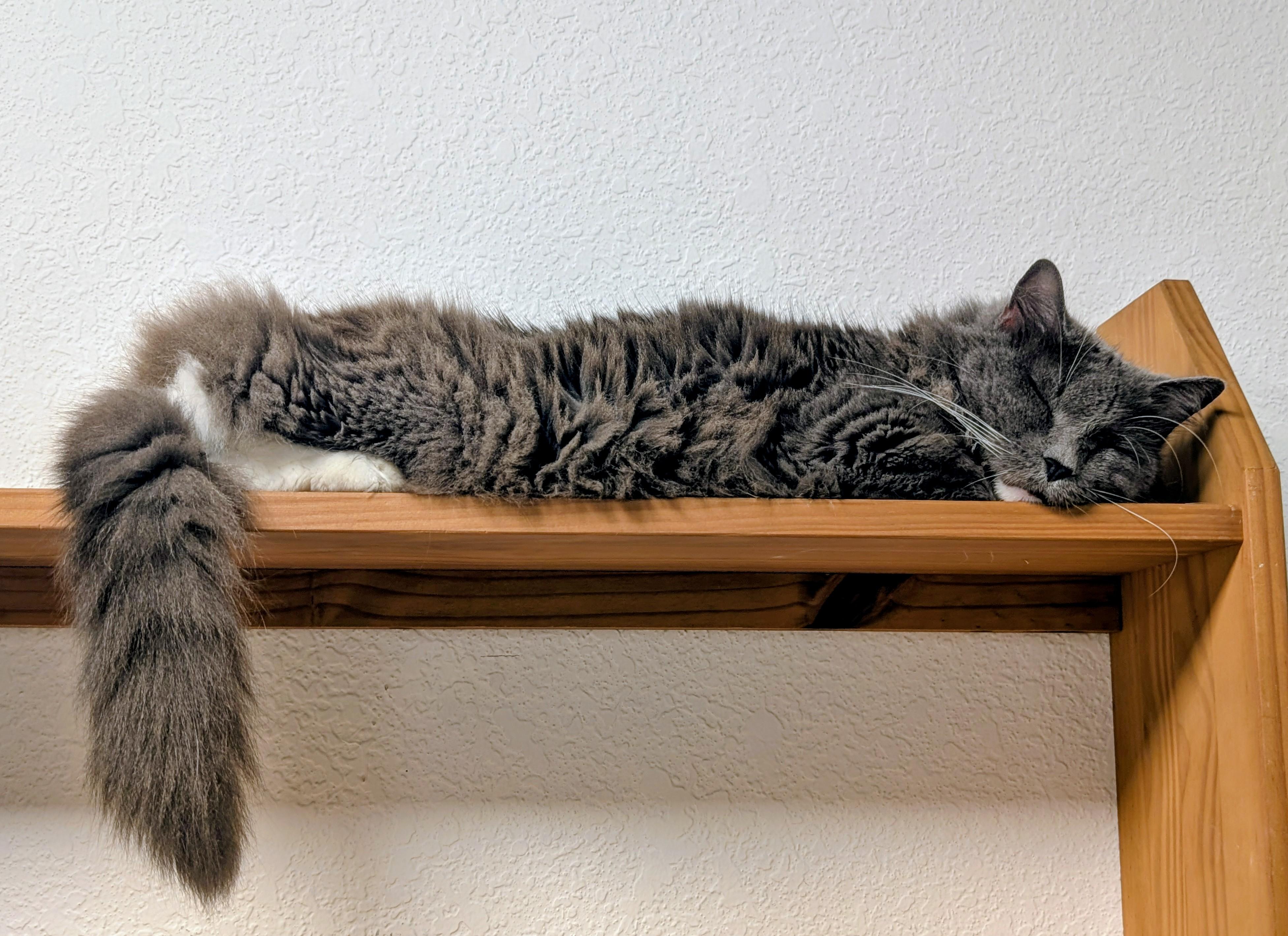Festool, a ADOPTABLE Domestic Long Hair in New Port Richey, FL image 3/3