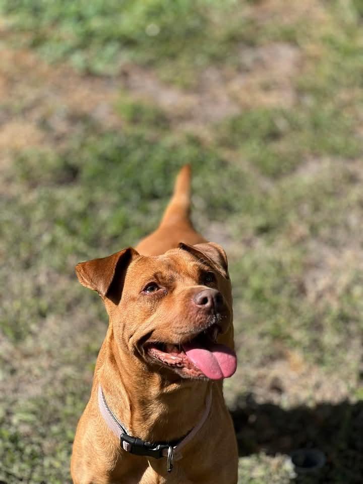 Lola, Adoptable, Adult Female Pit Bull Terrier & Dogue de Bordeaux.