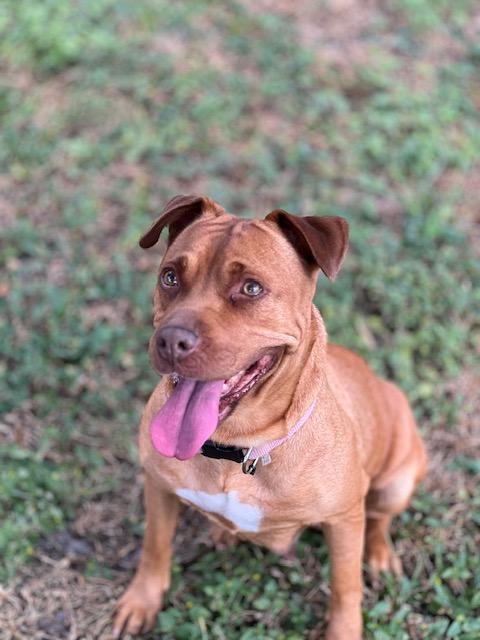 Lola, a Adoptable mixed breed image 2/3