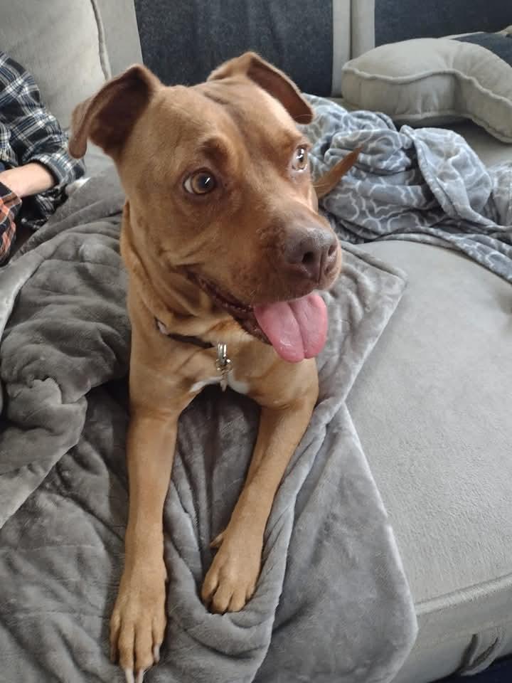 Lola, a Adoptable mixed breed image 3/3