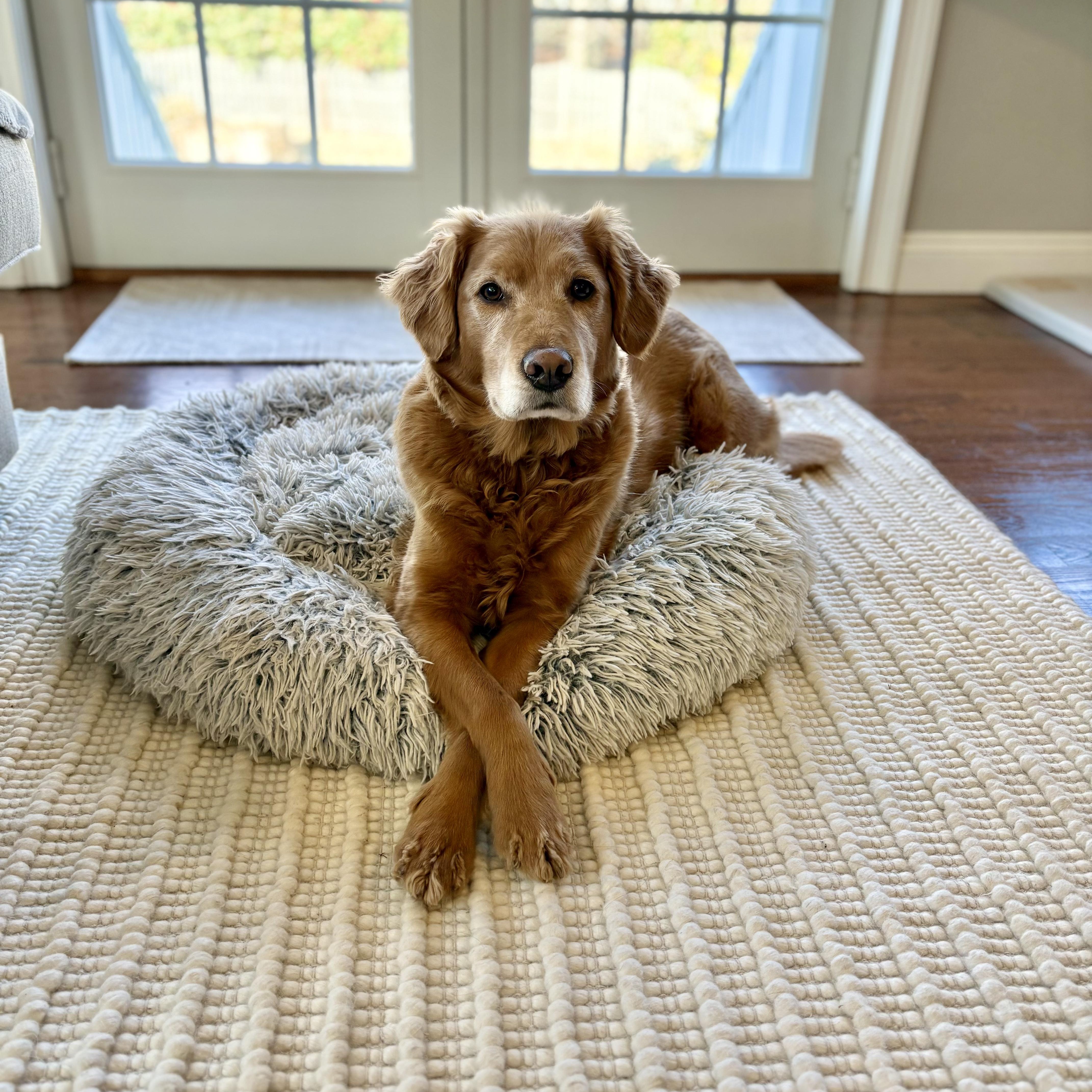 Enlarge Barley, an adoptable mixed breed in Chatham, NJ image 1/5