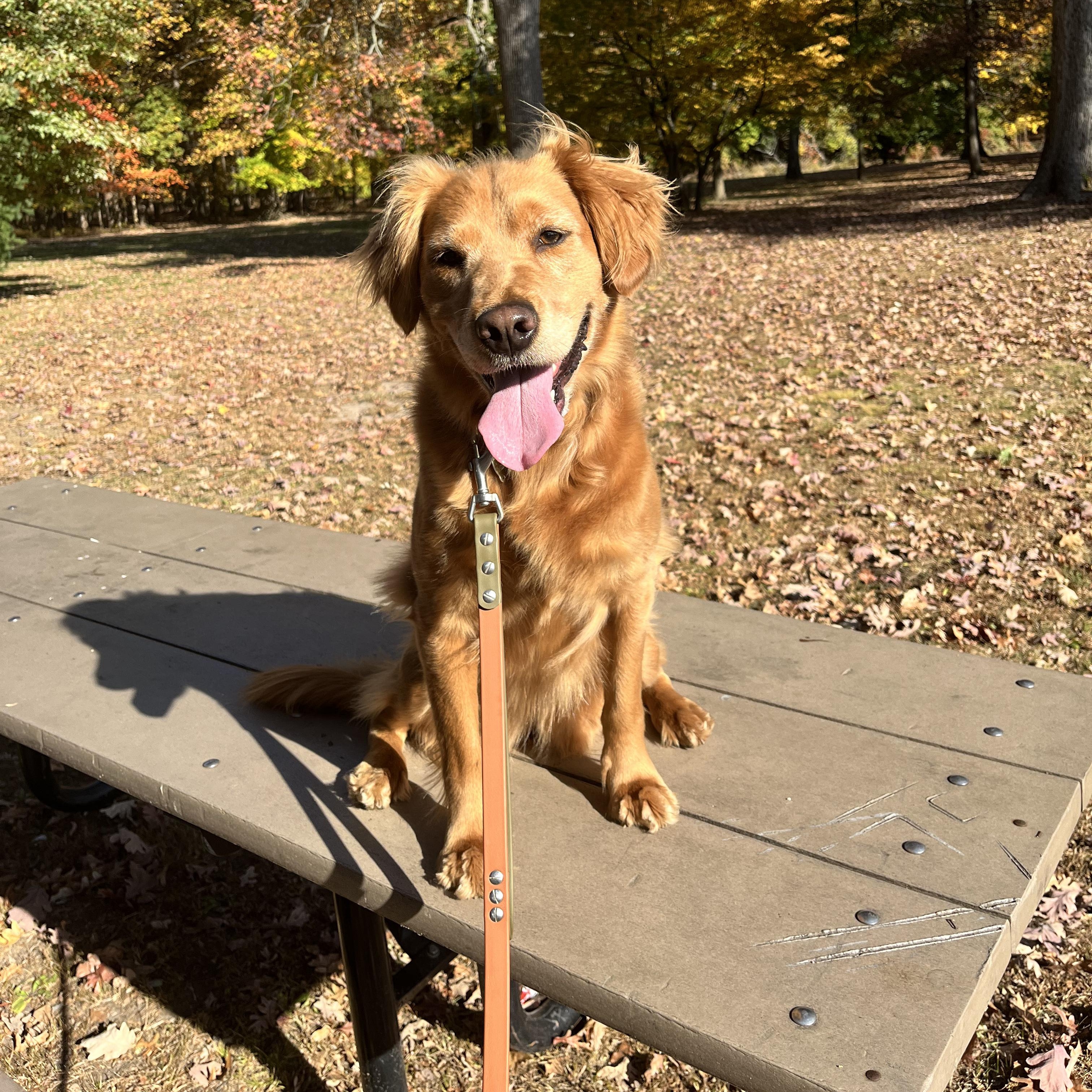 Enlarge Barley, an adoptable mixed breed in Chatham, NJ image 4/5