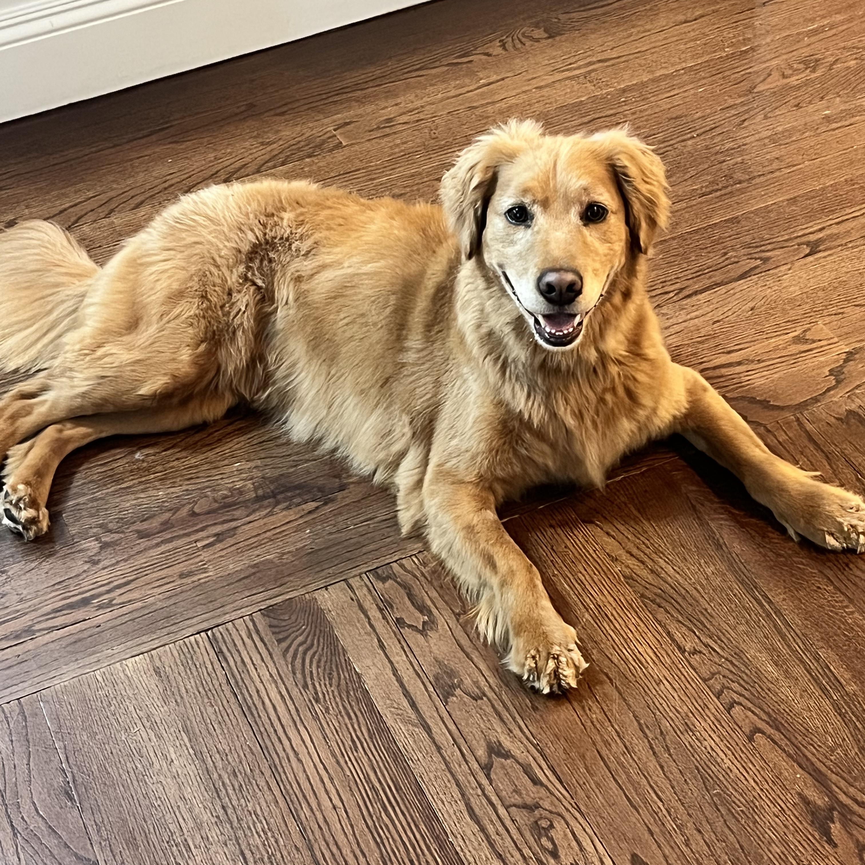 Enlarge Barley, an adoptable mixed breed in Chatham, NJ image 5/5