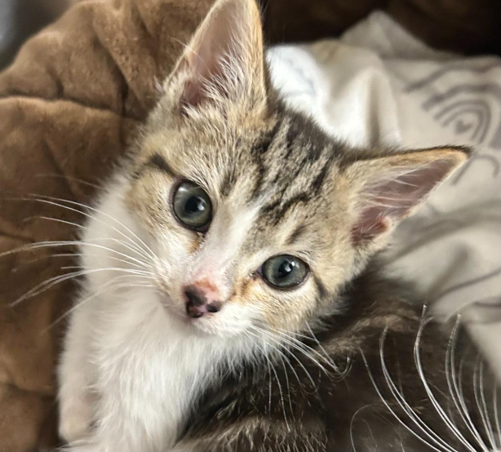 Omen, Adoptable, Kitten Male Domestic Short Hair.