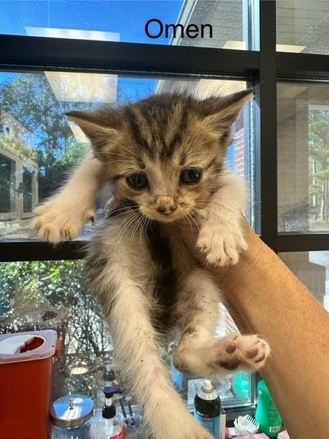 Omen, a Adoptable mixed breed in Madison, GA image 1/2