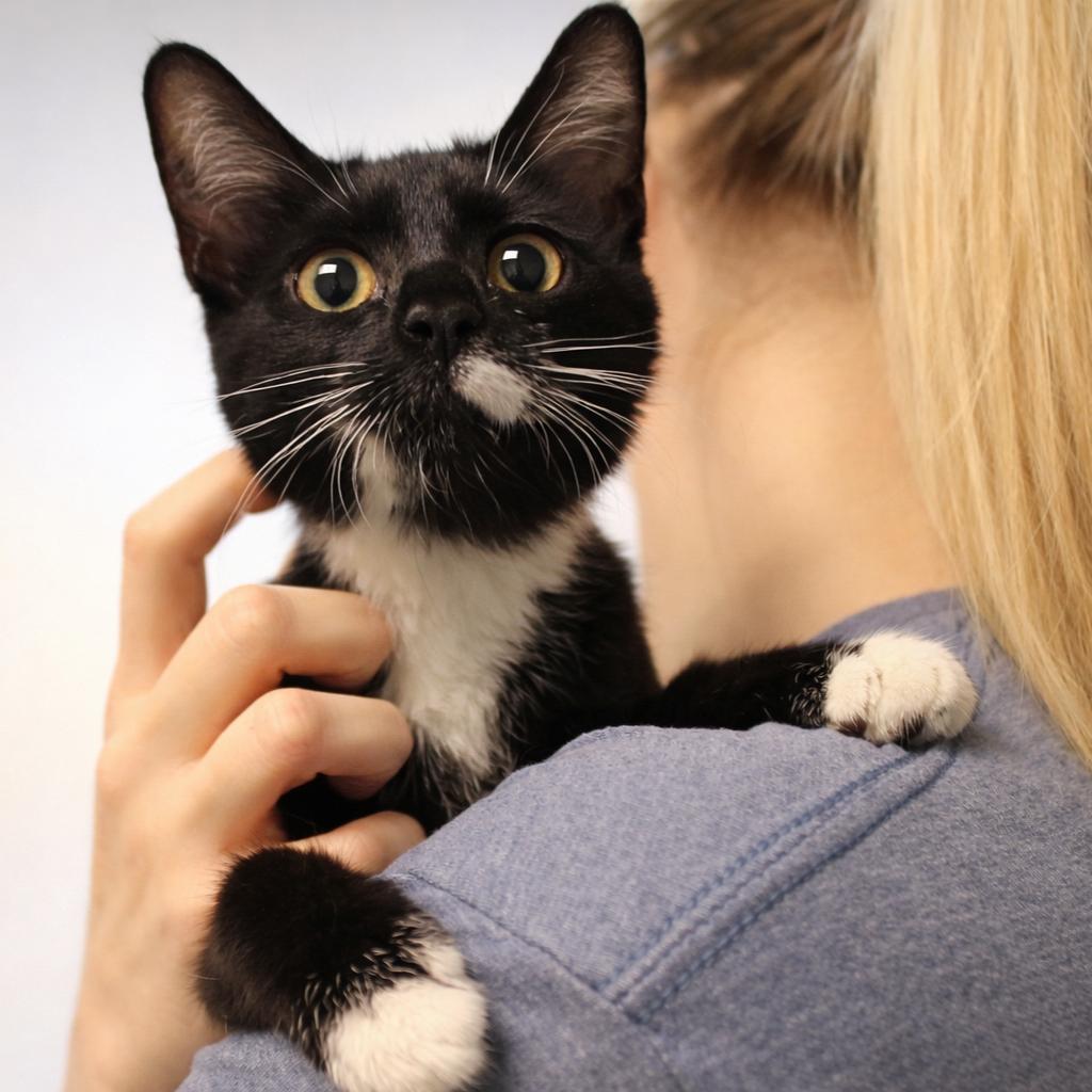 Harley, a Adoptable Domestic Medium Hair in Hopewell, VA image 1/6