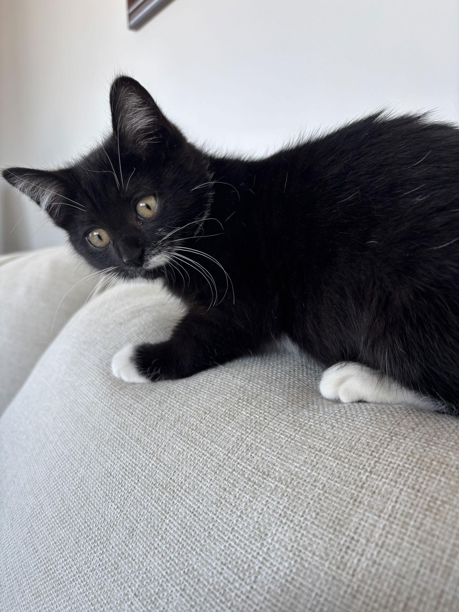 Harley, a Adoptable Domestic Medium Hair in Hopewell, VA image 2/6