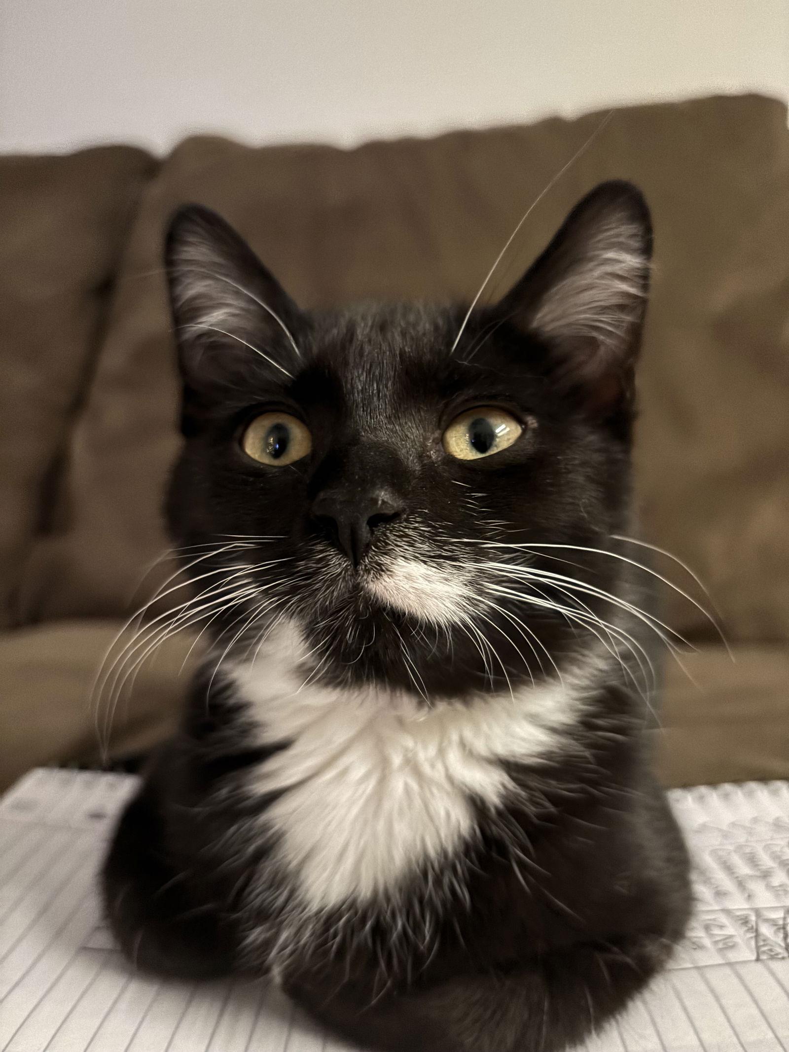 Harley, a Adoptable Domestic Medium Hair in Hopewell, VA image 4/6