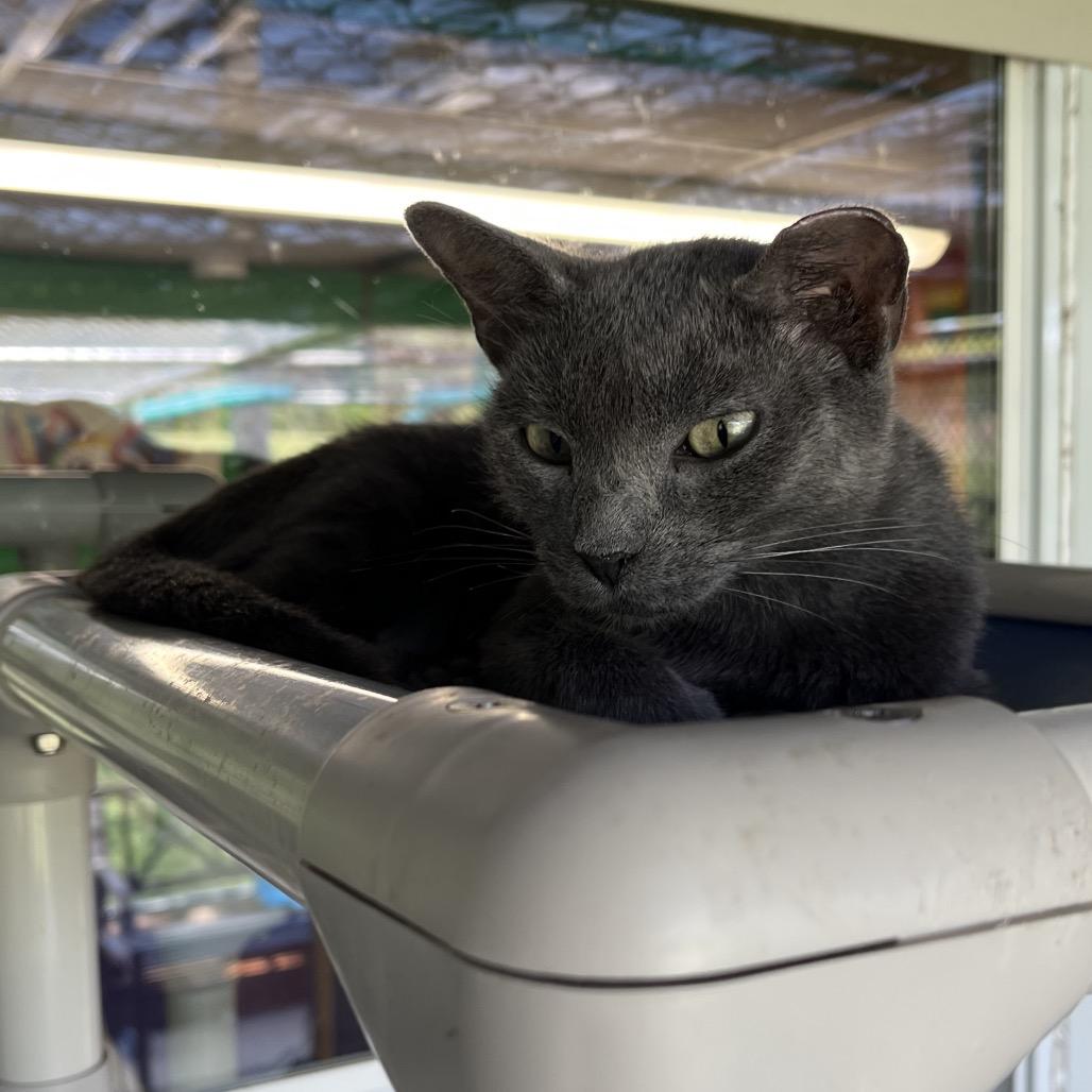 Enlarge Kimiko, a Adoptable Domestic Short Hair in Asher, OK image 2/2
