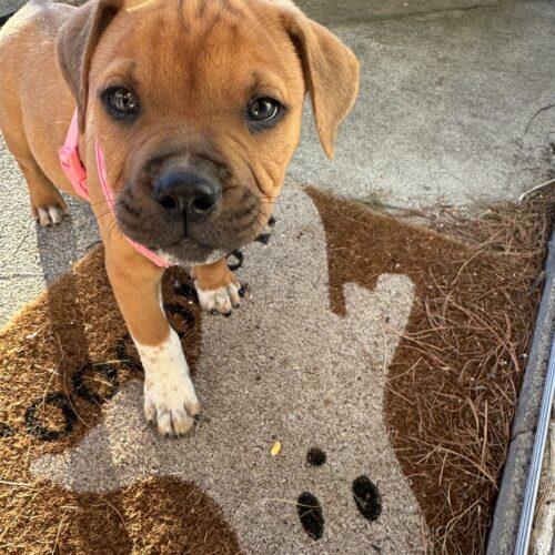 Enlarge Willie, a Adoptable mixed breed in Christiansburg, VA image 1/5