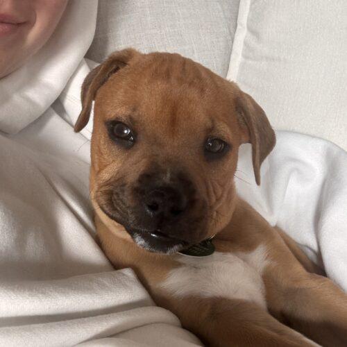 Enlarge Willie, a Adoptable mixed breed in Christiansburg, VA image 2/5