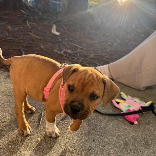 Enlarge Willie, a Adoptable mixed breed in Christiansburg, VA image 3/5