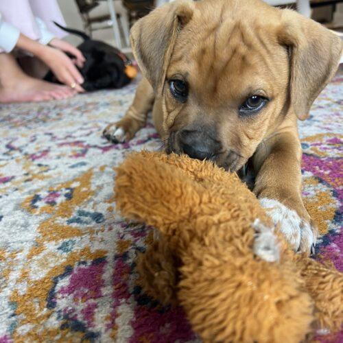 Enlarge Willie, a Adoptable mixed breed in Christiansburg, VA image 4/5