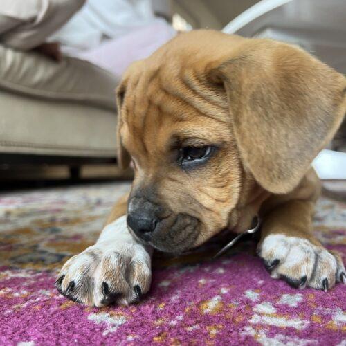 Enlarge Willie, a Adoptable mixed breed in Christiansburg, VA image 5/5