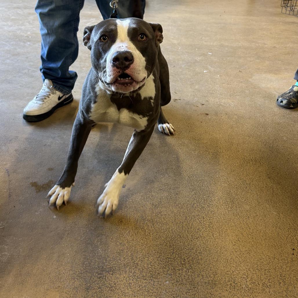 Zeus, Adoptable, Adult Male Pit Bull Terrier.