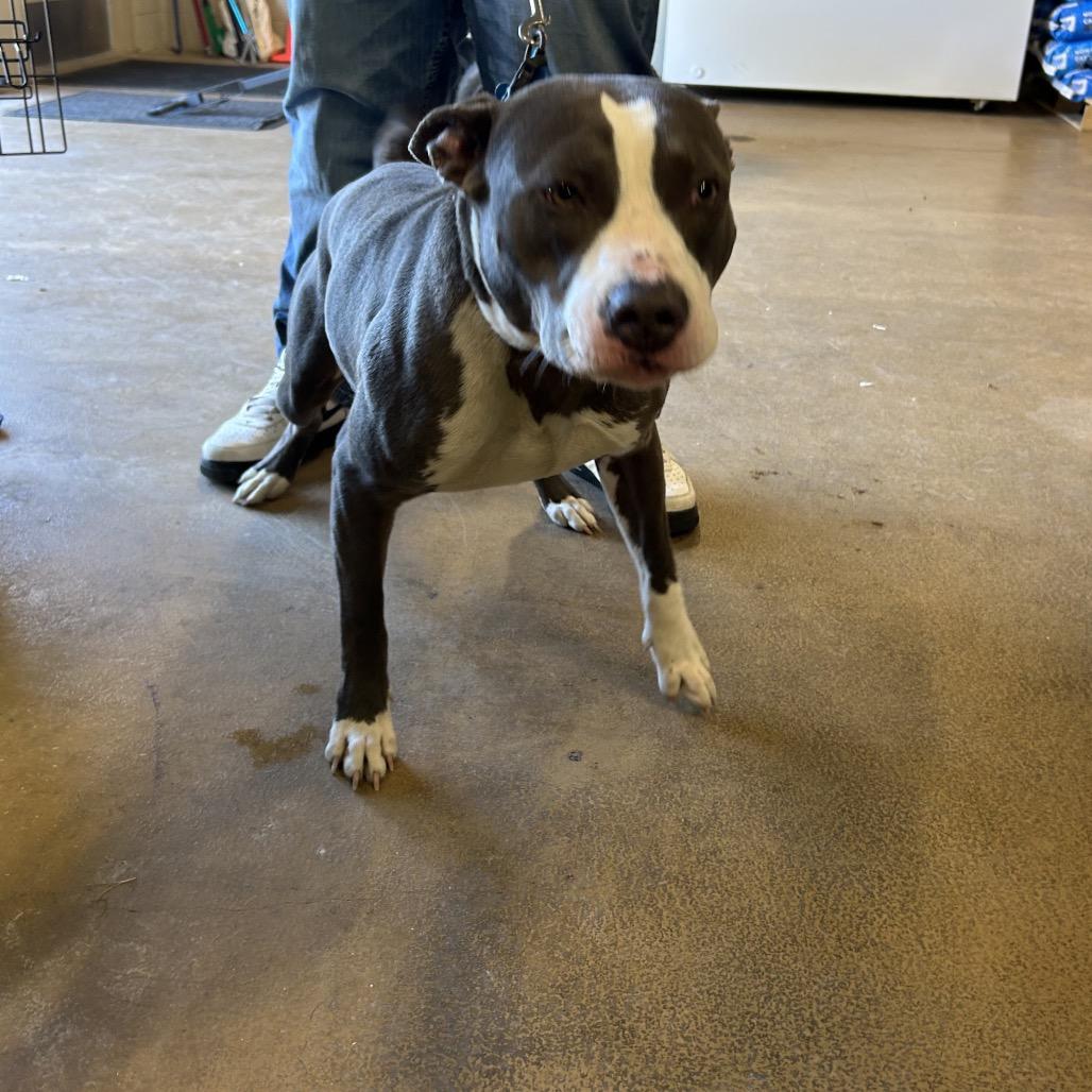 Enlarge Zeus, a Adoptable Pit Bull Terrier in Portland, TX image 2/2