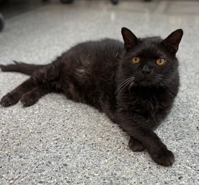 Enlarge Shaw, a Adoptable Domestic Short Hair in Goodlettsville, TN image 3/4