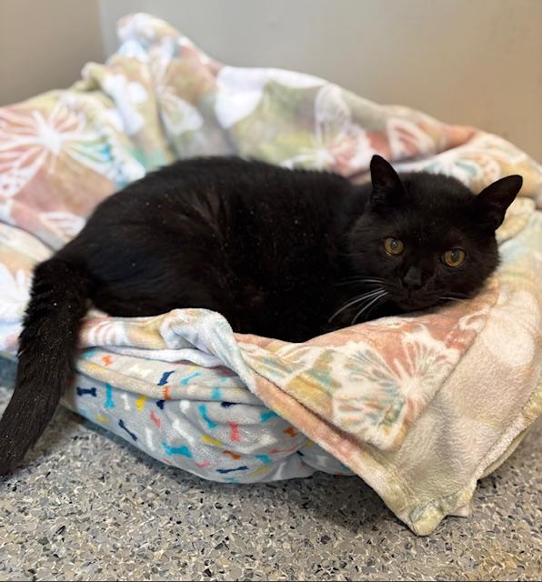 Shaw, Adoptable, Senior Male Domestic Short Hair.