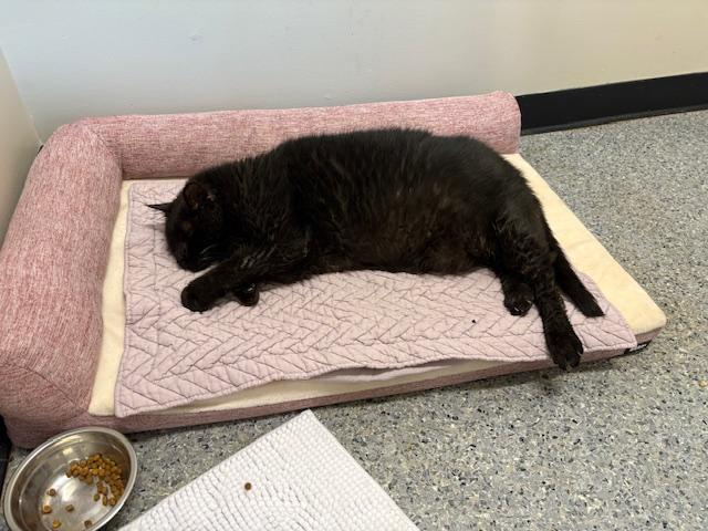 Enlarge Shaw, a Adoptable Domestic Short Hair in Goodlettsville, TN image 4/4