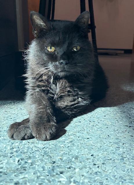 Shaw, Adoptable, Senior Male Domestic Short Hair.