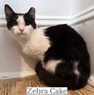 Zebra Cake, ADOPTABLE, Young Female Domestic Short Hair.