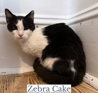Enlarge Zebra Cake, a ADOPTABLE Domestic Short Hair in Berkeley Springs, WV image 2/2