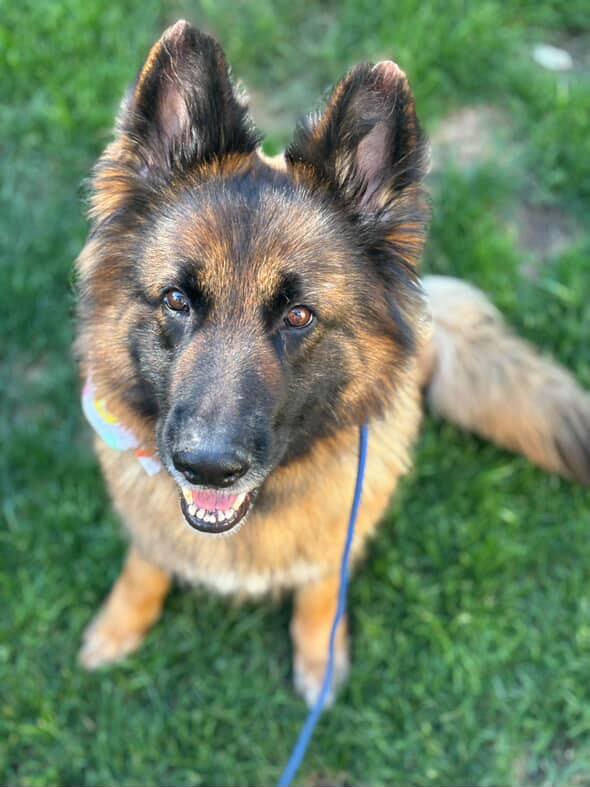 Enlarge Raine, a Adoptable German Shepherd Dog in West Hills, CA image 1/6