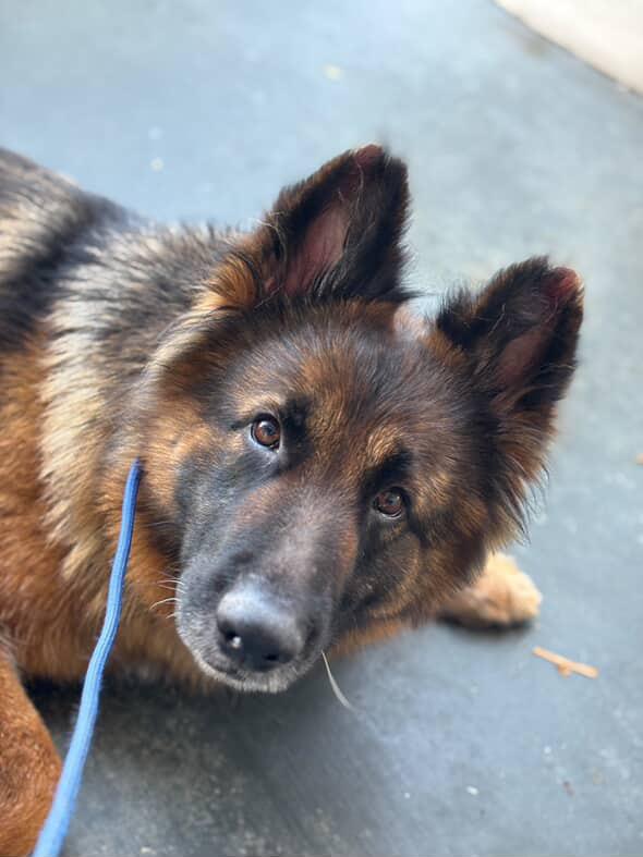 Enlarge Raine, a Adoptable German Shepherd Dog in West Hills, CA image 4/6