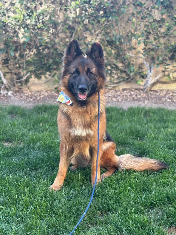 Enlarge Raine, a Adoptable German Shepherd Dog in West Hills, CA image 2/6