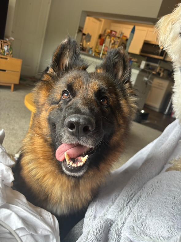 Enlarge Raine, a Adoptable German Shepherd Dog in West Hills, CA image 5/6