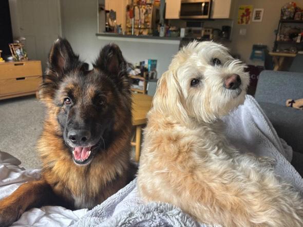 Enlarge Raine, a Adoptable German Shepherd Dog in West Hills, CA image 3/6